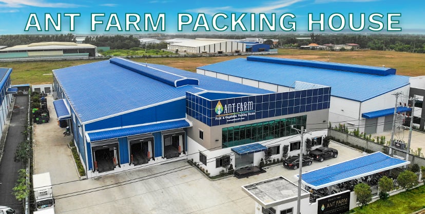 Ant Farm fruit and vegetable packing house in Vietnam